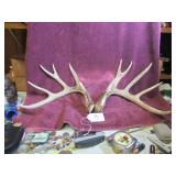 WI DEER HORN SHEDS - 12-POINT