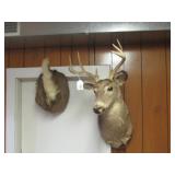 WI DEER BUCK MOUNT + WHITE-TAIL MOUNT
