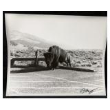 'Buffalo Parking' Silver Gelatin Print Yellowstone