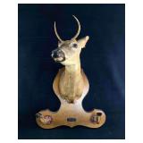 Vintage 2 Point Buck Mount W Hooves Gun Rack