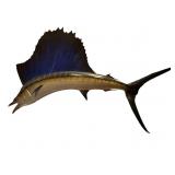 Vintage Taxidermy Sailfish