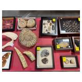 Fossils, Native American Artifacts, Spearpoints, Arrowheads, Jewels, Rocks, Stones, Axes, Celts, and More!