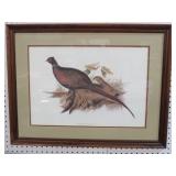FRAMED ARTIST SIGNED COMMON PHEASANT PRINT