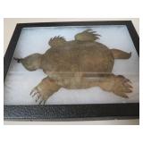 HUDSON BAY TURTLE TRADE PENDANT AGE UNCERTAIN