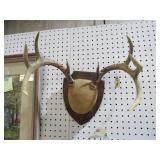8 POINT WHITE TAIL DEER RACK