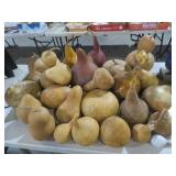 BIG GOURD COLLECTION