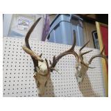 PAIR OF SKULLS W/HORNS