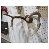 MOUNTED ANTLERS