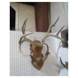 DOUBLE SET OF MOUNTED ANTLERS