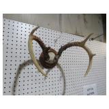 SET OF MOUNTED ANTLERS