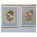 PAIR OF FRAMED BUTTERFLY PRINTS