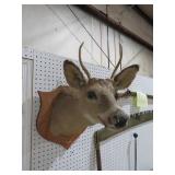 (4) POINT DEER HEAD ON MOUNTED WOOD BOARD
