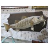 VTG STRIPED BASS MOUNT W/ VTG LURE