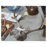 10 PT EUROPEAN DEER SKULL MOUNT