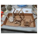 (3) SETS DEER ANTLERS