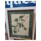 BEAUTIFUL FRAMED BIRD PRINT
