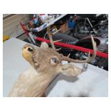 8 PT BUCK MOUNT