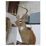 8 PT DEER HEAD MOUNT