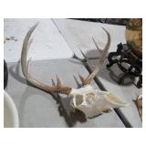 NICE EUROPEAN DEER SKULL MOUNT