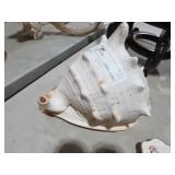LARGE SEA SHELL