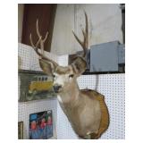 8 PT MULE DEER MOUNT WYOMING 1997