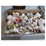 COLLECTION SHELLS