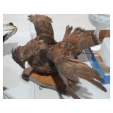 TAXIDERMY GROUSE