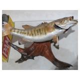 TAXIDERMY SMALL MOUTH BASS
