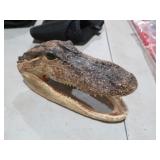 SM 6 IN GATOR HEAD TAXIDERMY