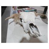 COW SKULL
