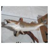 VTG WALLEYE FISH TAXIDERMY