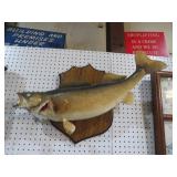 WALLEYE TAXIDERMY MOUNT