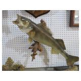 WALLEYE TAXIDERY MOUNT