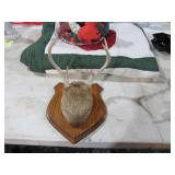 DEER ANTLER MOUNT