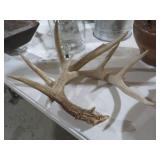PAIR OF ANTLERS