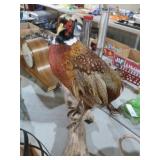MOUNTED CHINESE RINGNECK PHEASENT TAXIDERMY