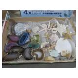 COLLECTION OF GEODES, STARFISH, AND SHELLS