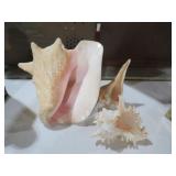LARGE QUEEN CONCH, WHELK, AND MURICS SHELLS