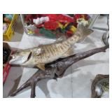 19IN VINTAGE SMALL MOUTH BASS TAXIDERMY