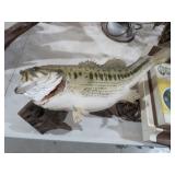 VINTAGE LUNKER BASS TAXIDERMY