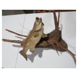 SMALL MOUTH BASS ON DRIFTWOOD