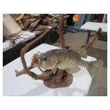 SMALL MOUTH BASS MOUNT ON DRIFTWOOD