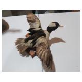 BUFFALO HEAD DUCK MOUNT