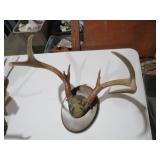 7 POINT SET OF ANTLERS