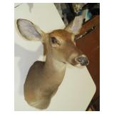 DOE HEAD MOUNT