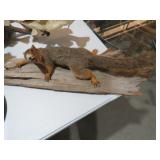 SQUIRELL MOUNT ON WOOD