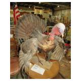 FULL SIZE TURKEY