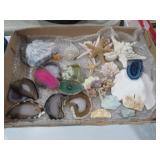 COLLECTION OF STAR FISH, SHELLS, AND MISC