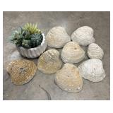 8 real Clam Shells and faux succulent plant.