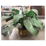Artificial peace lily plant (Spathiphyllum) with
